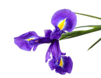 Photo of Beautiful violet iris flower isolated on white