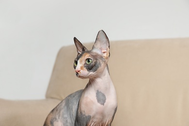 Photo of Cute sphynx cat on sofa indoors. Friendly pet
