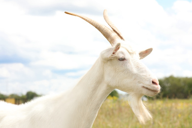 Photo of Beautiful white goat in field, closeup. Animal husbandry