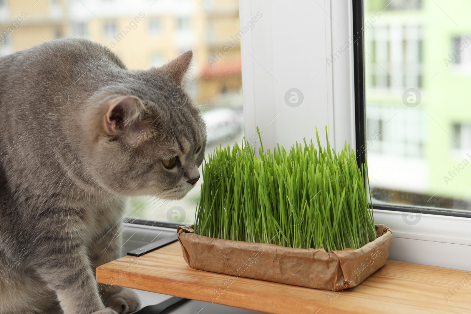 Photo of Cute cat near fresh green grass on windowsill indoors