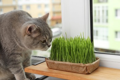 Cute cat near fresh green grass on windowsill indoors