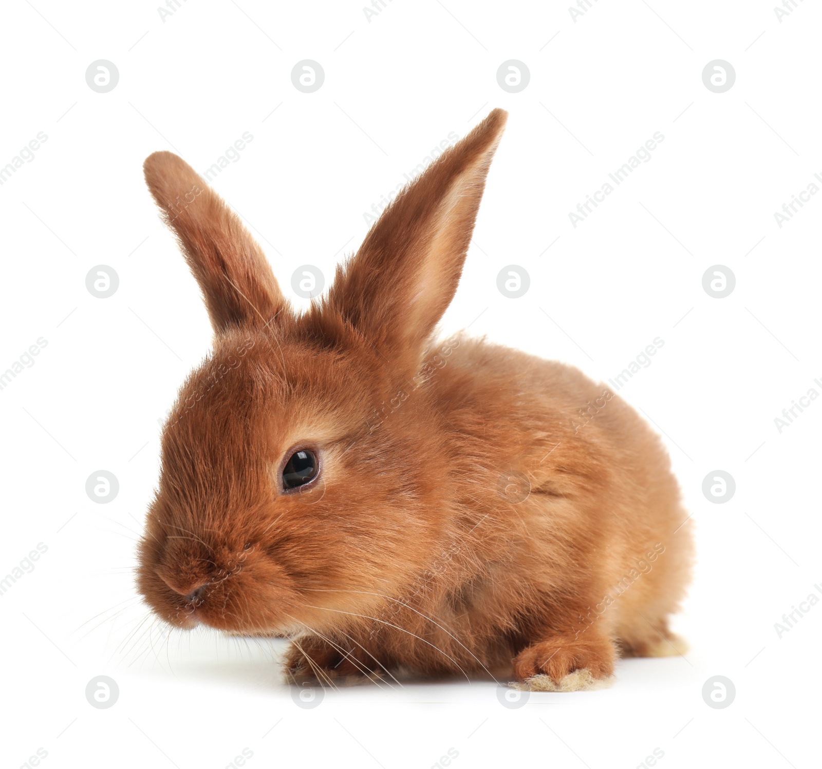 Photo of Cute red bunny on white background