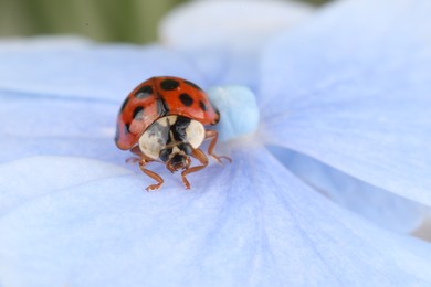 Photo of Ladybug on beautiful hydrangea flower, macro view. Space for text