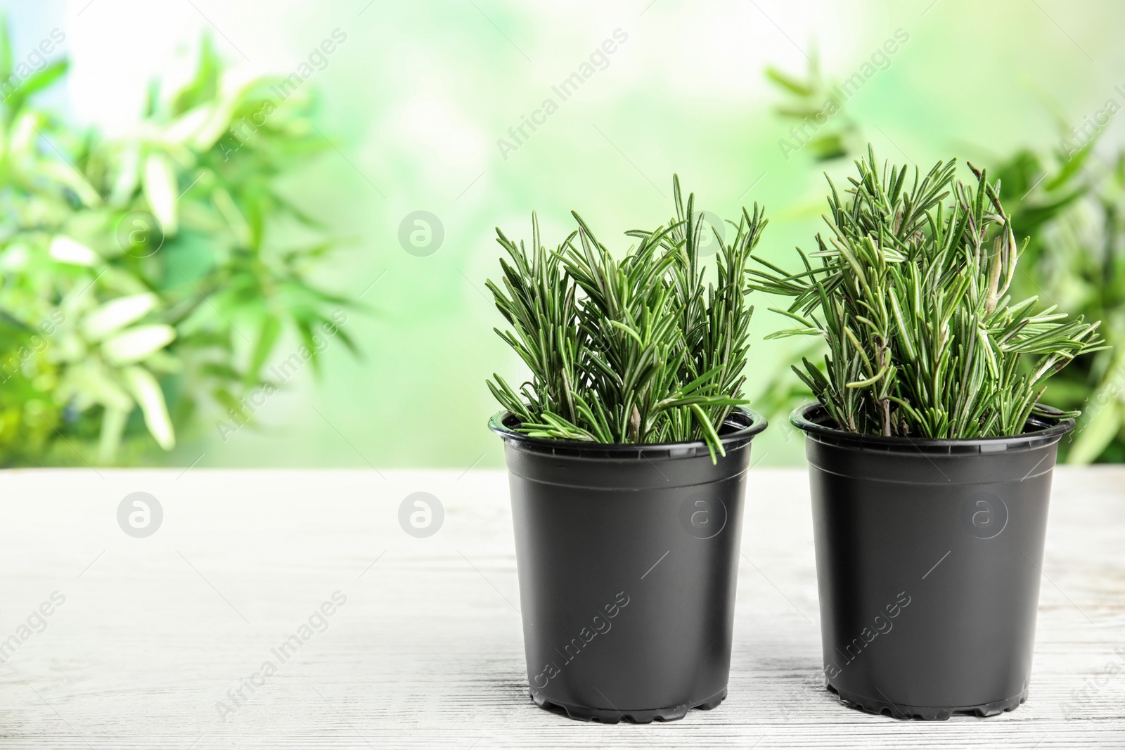 Photo of Potted rosemary on white table against blurred green background, space for text