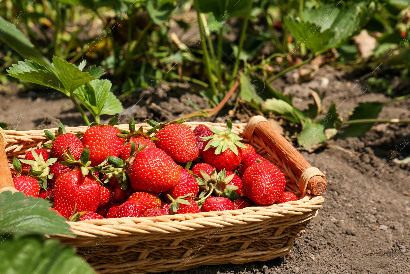 Photo of Basket with delicious fresh red strawberries on ground outdoors