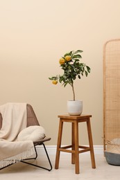 Idea for minimalist interior design. Small potted bergamot tree with fruits on wooden table in living room
