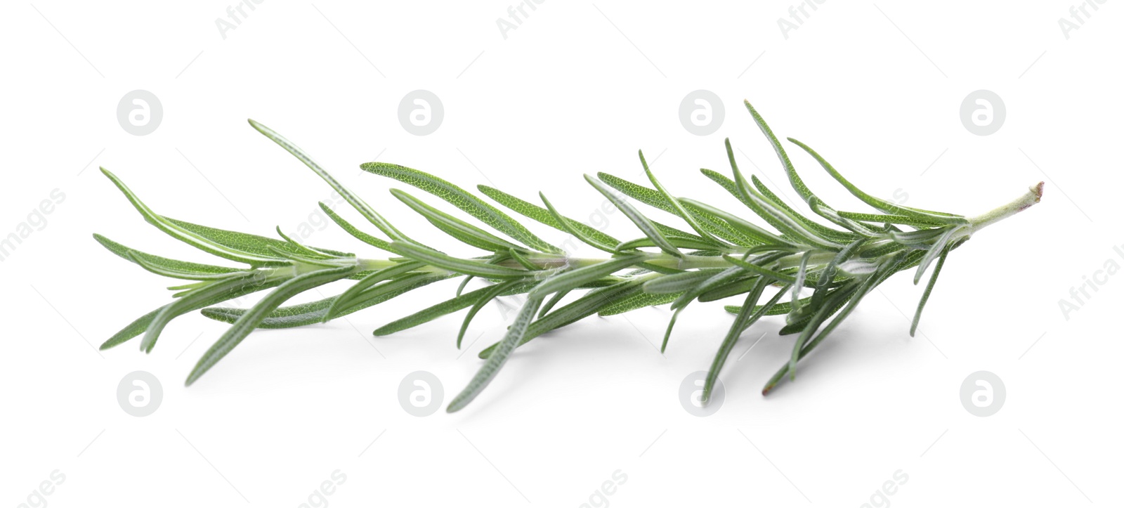 Photo of Fresh green rosemary isolated on white. Aromatic herb