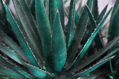 Photo of Closeup view of beautiful Agave plant on blurred background