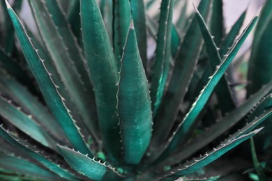 Closeup view of beautiful Agave plant on blurred background