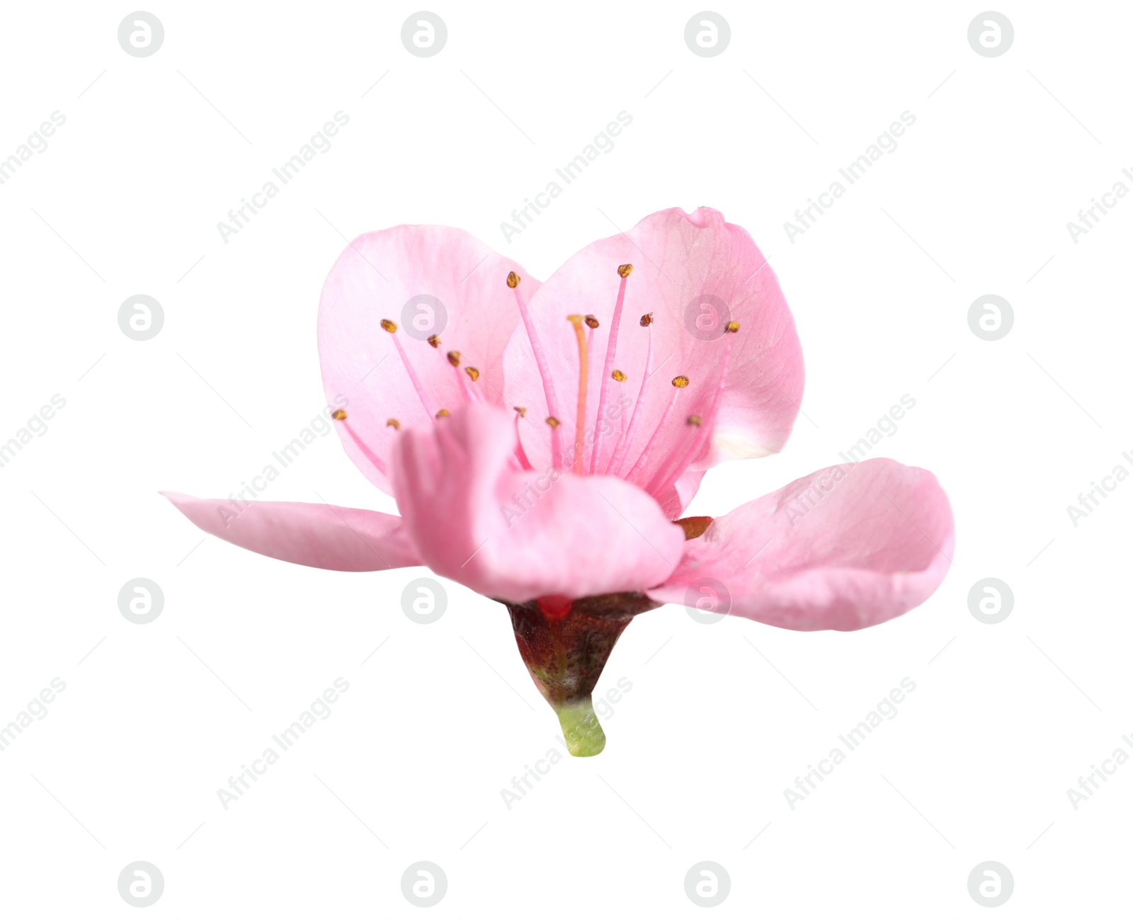 Photo of Beautiful sakura tree flower isolated on white