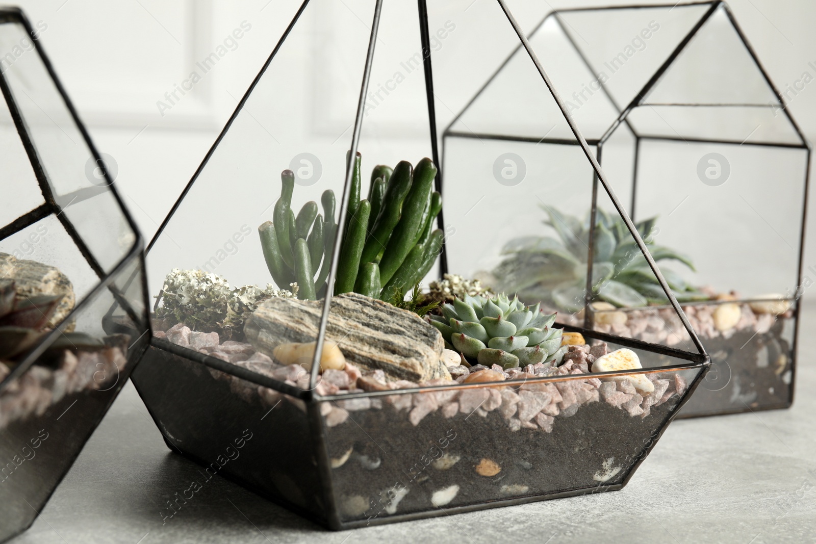 Photo of Different florariums with beautiful succulents on grey table, closeup