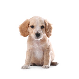 Photo of Cute English Cocker Spaniel puppy on white background