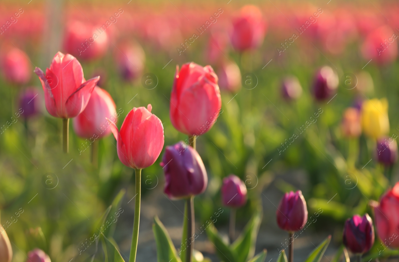 Photo of Field with fresh beautiful tulips. Blooming flowers