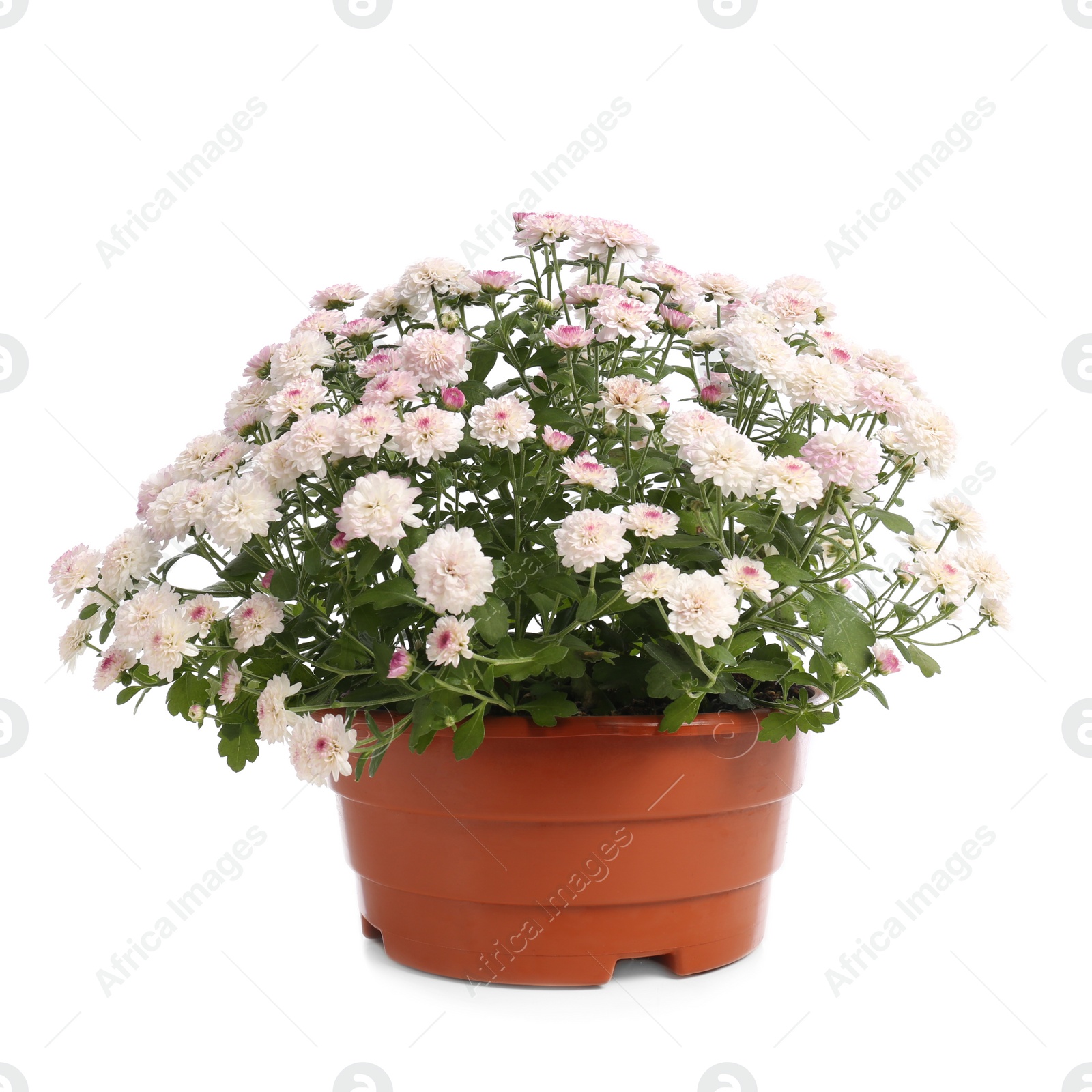 Photo of Pot with beautiful chrysanthemum flowers on white background