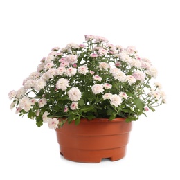 Photo of Pot with beautiful chrysanthemum flowers on white background