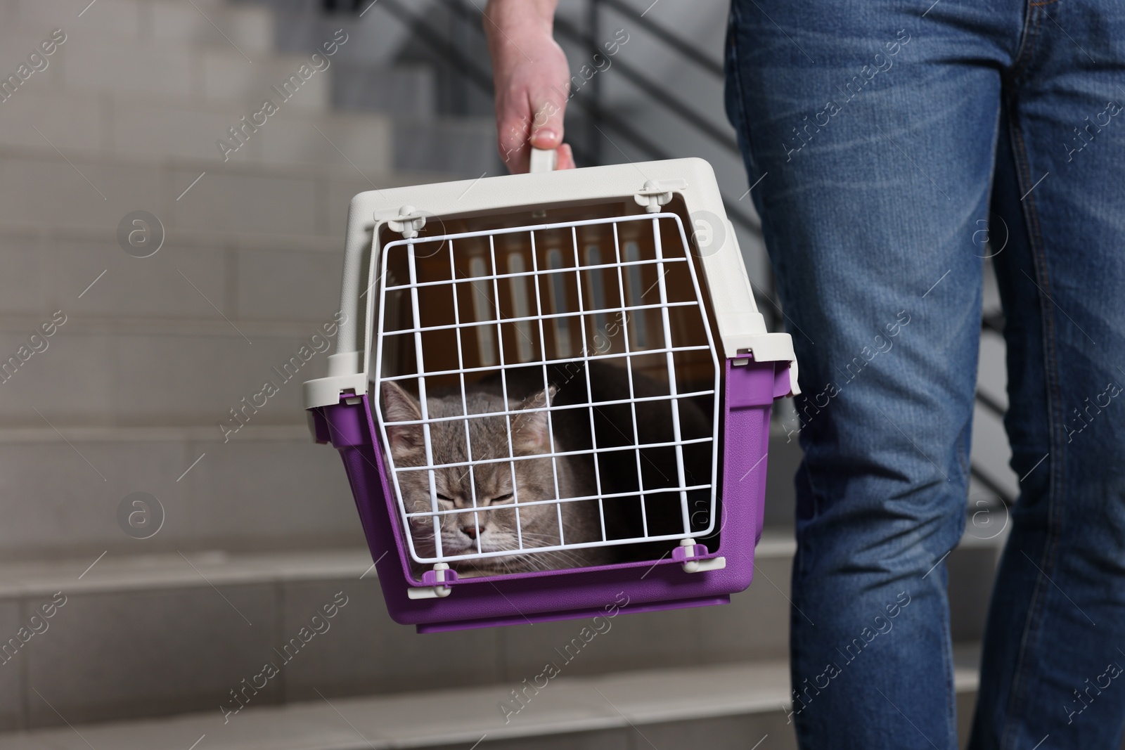 Photo of Travel with pet. Man holding carrier with cute cat and bag indoors, closeup