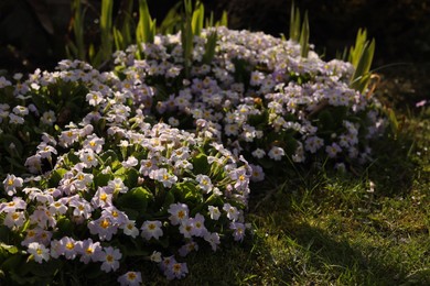 Photo of Beautiful primula flowers growing on sunny day