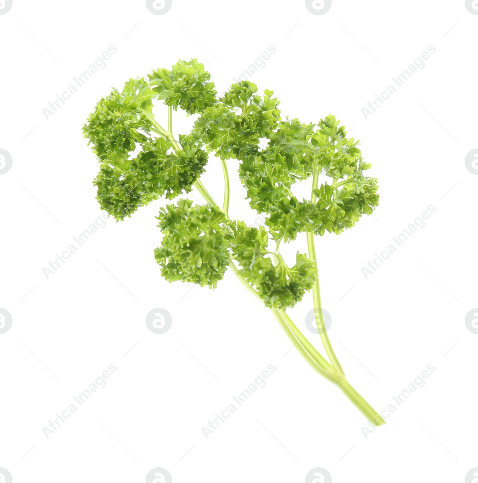 Photo of Fresh green curly parsley on white background