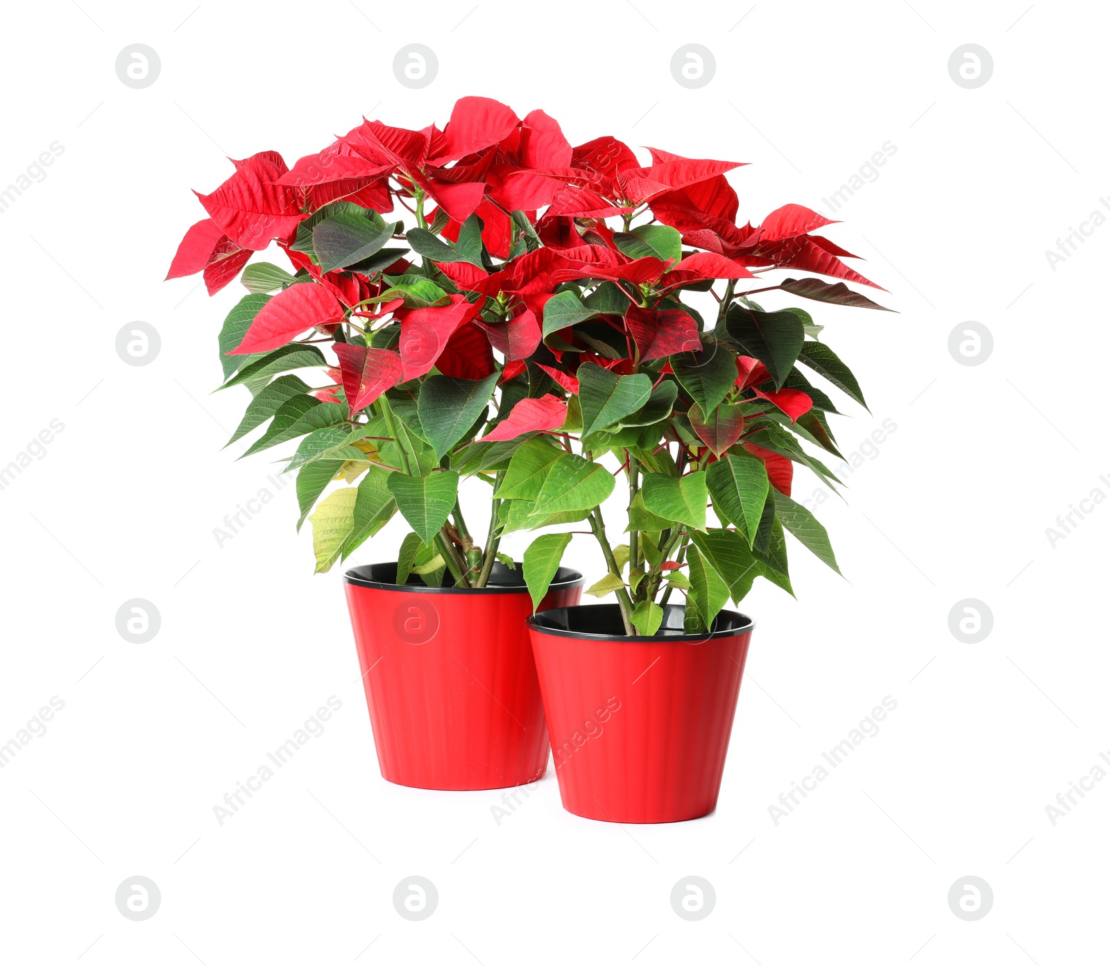 Photo of Red Poinsettia in pots on white background. Christmas traditional flower