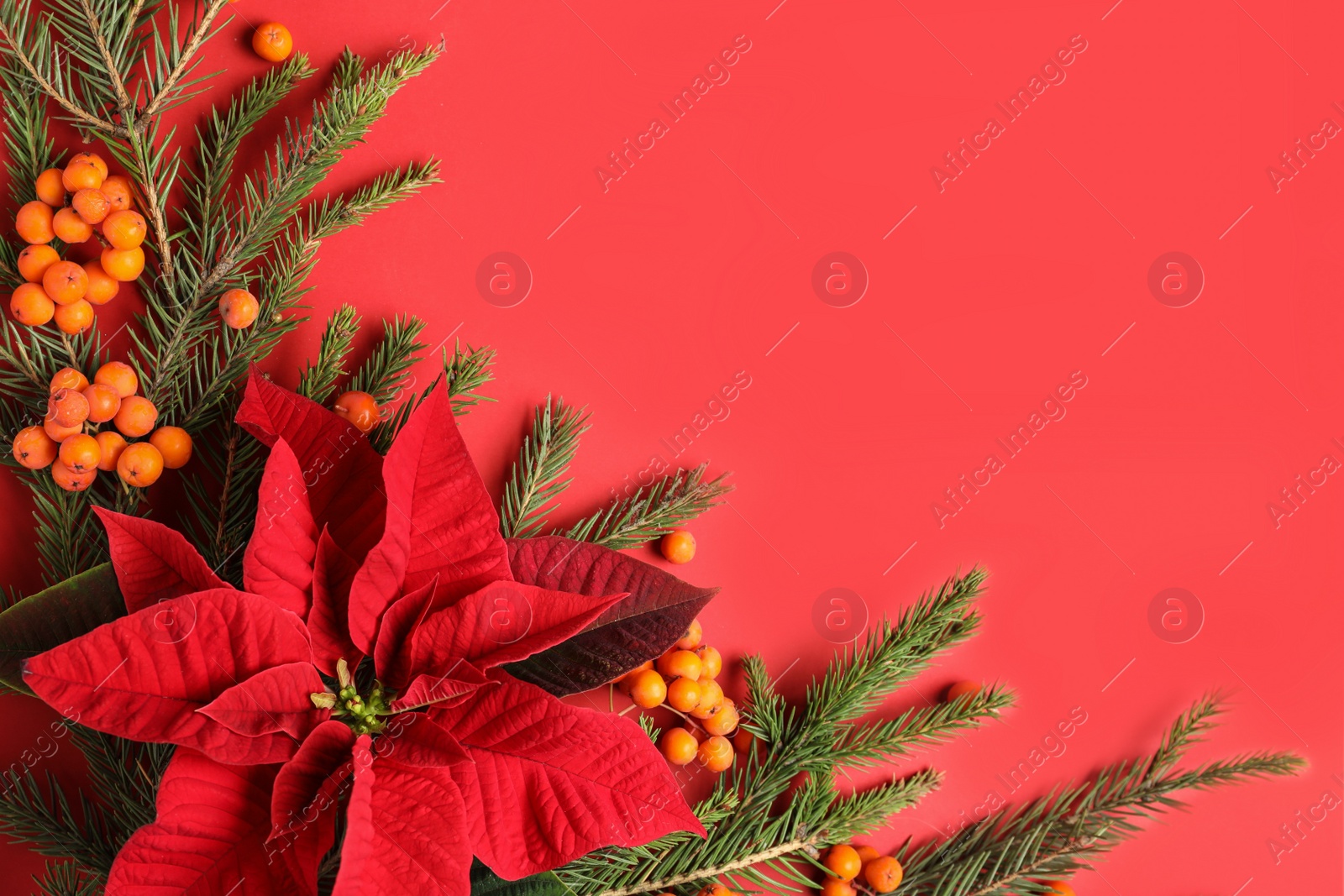 Photo of Flat lay composition with poinsettia (traditional Christmas flower), rowan berries and fir branches on red background. Space for text