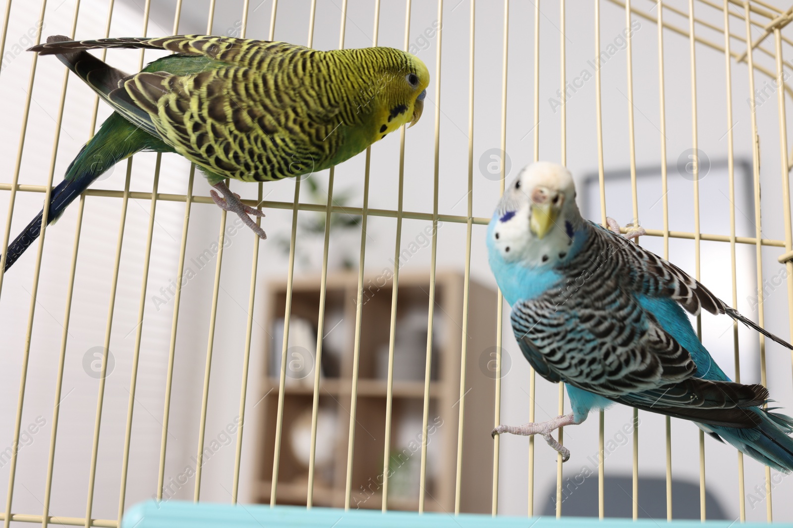 Photo of Beautiful bright parrots in cage indoors. Exotic pets