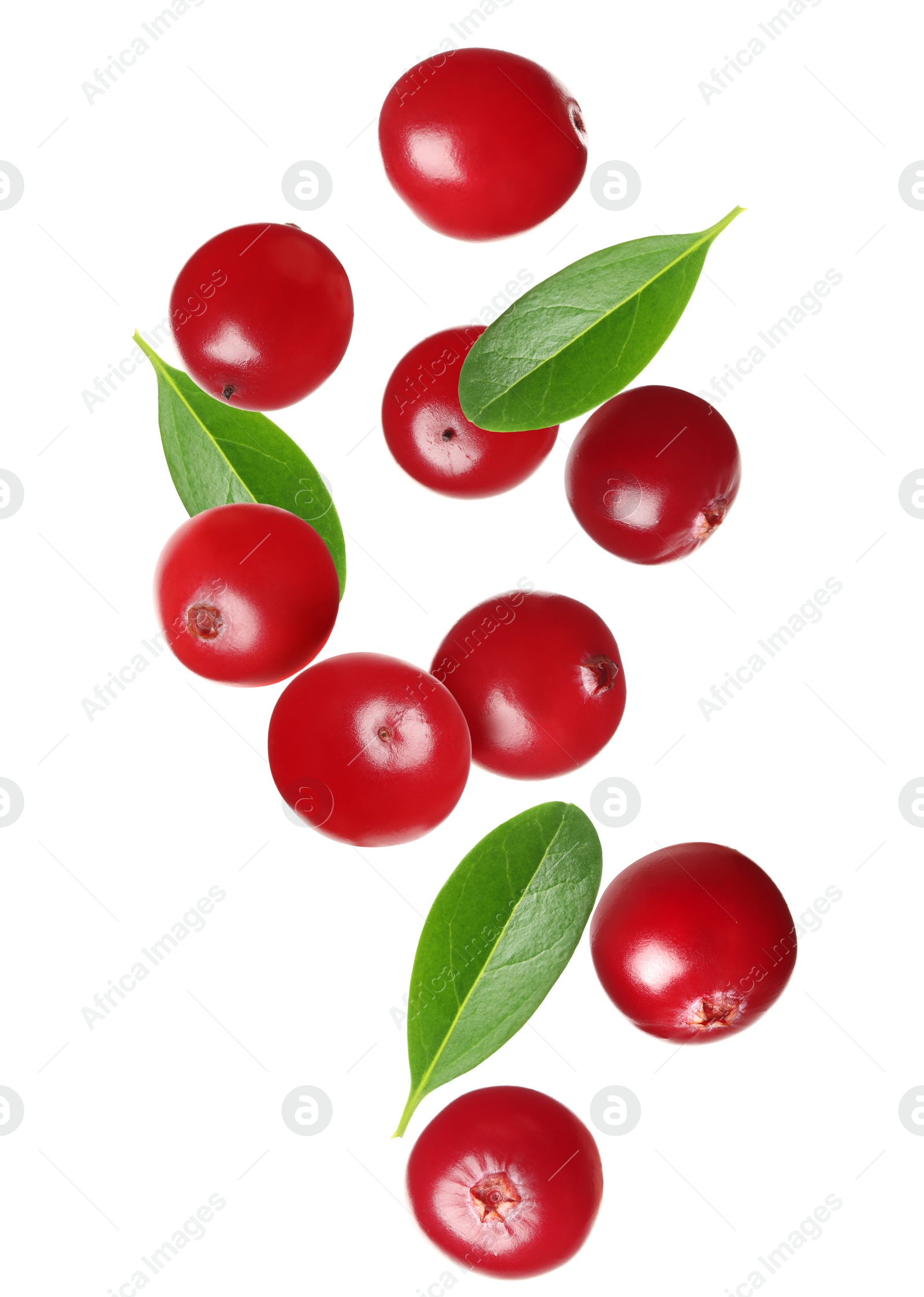 Image of Fresh red cranberries falling on white background