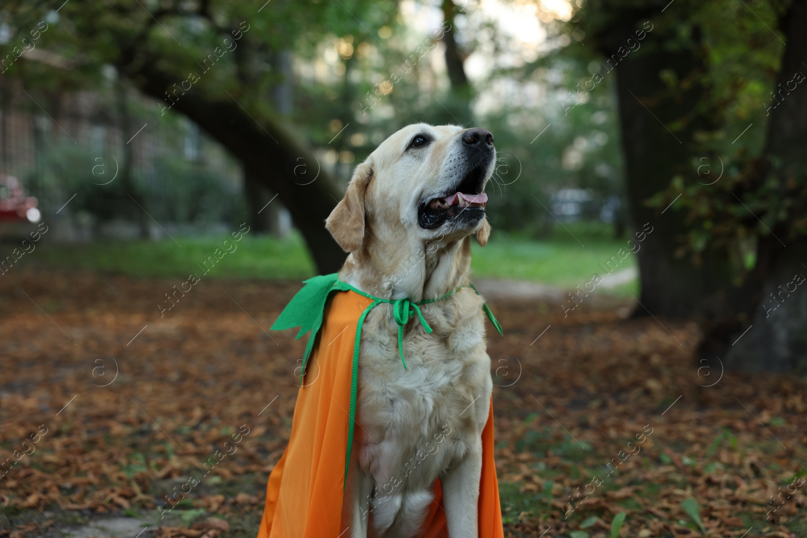 Photo of Cute Labrador Retriever dog wearing Halloween costume in autumn park