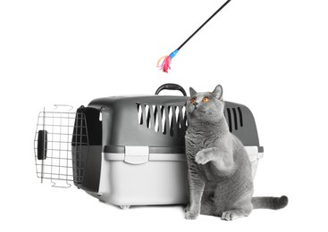 Photo of Adorable grey British Shorthair cat playing with feather wand near carrier on white background