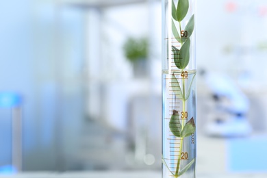 Photo of Graduated cylinder with plant in laboratory, closeup. Space for text