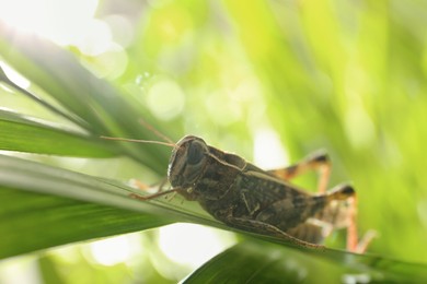 Common grasshopper on green leaf outdoors. Wild insect