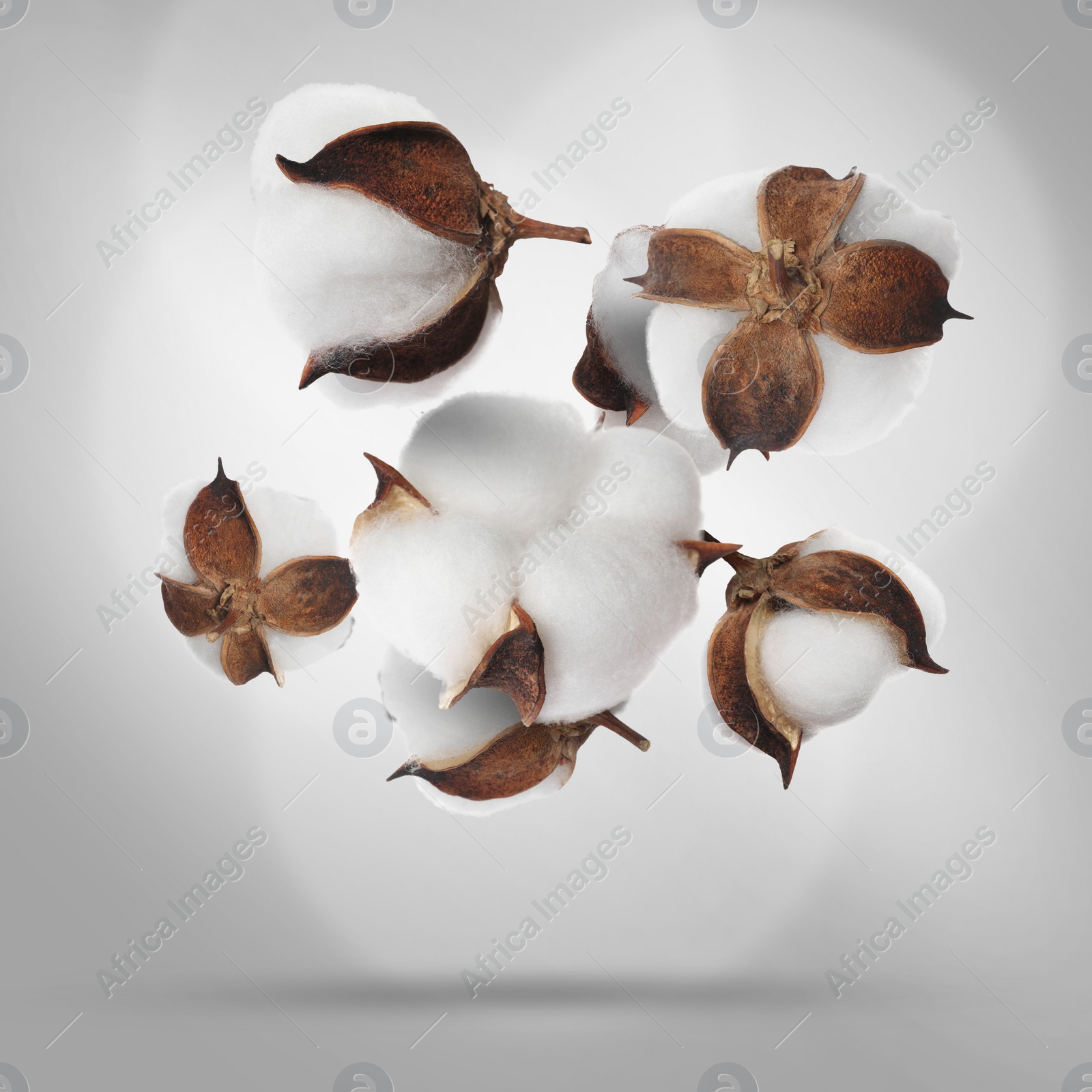 Image of Beautiful cotton flowers falling on grey background