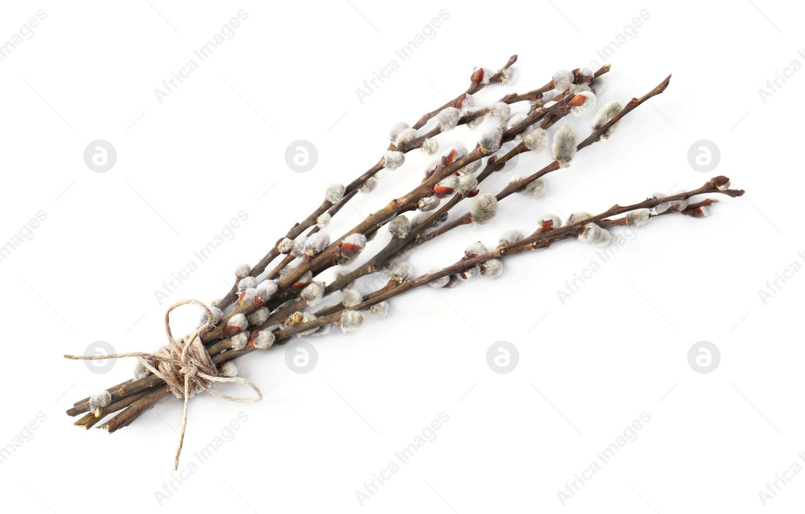 Photo of Beautiful blooming willow branches isolated on white, top view