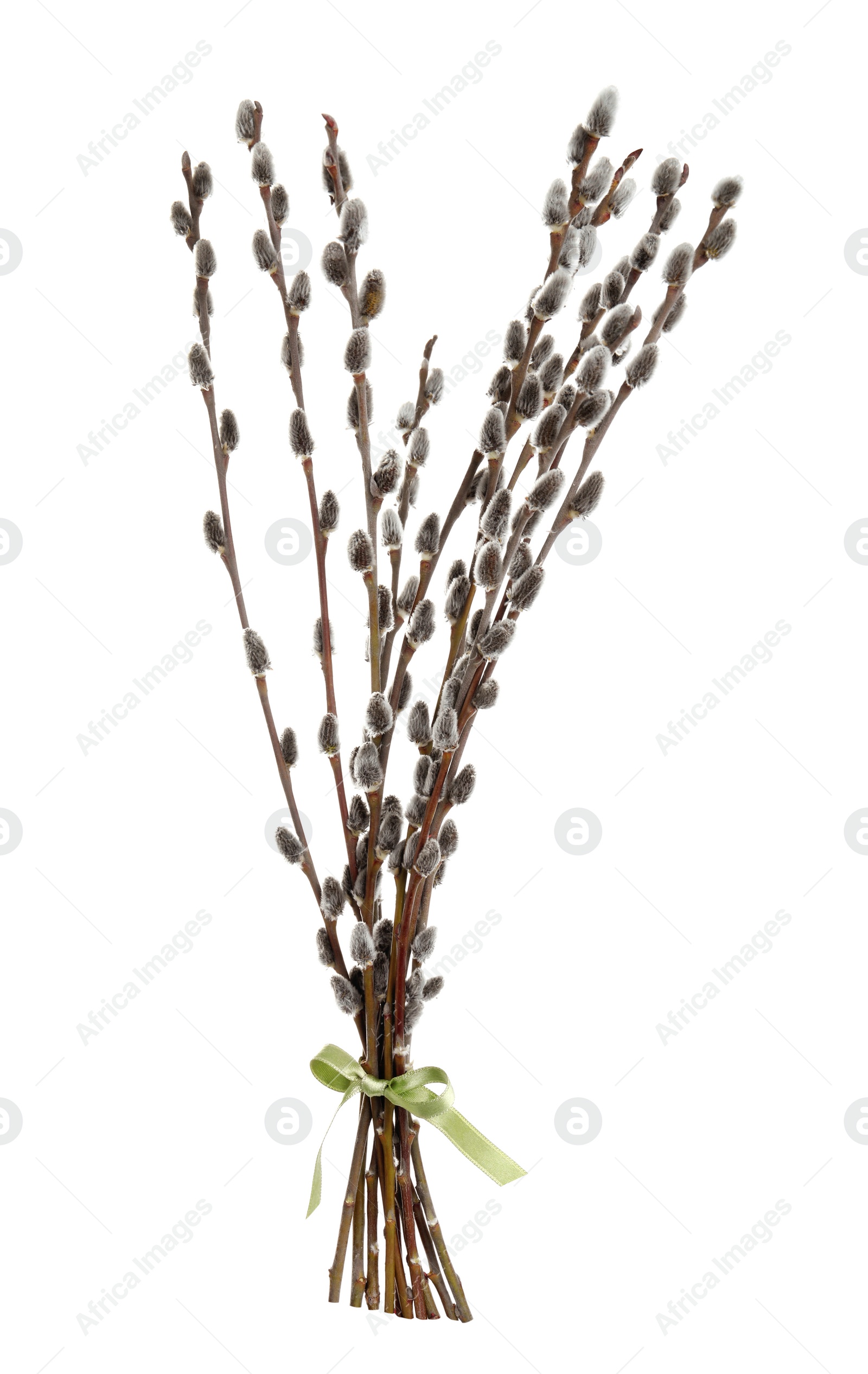 Photo of Beautiful blooming pussy willow branches on white background