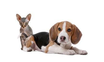 Image of Adorable little kitten and puppy on white background