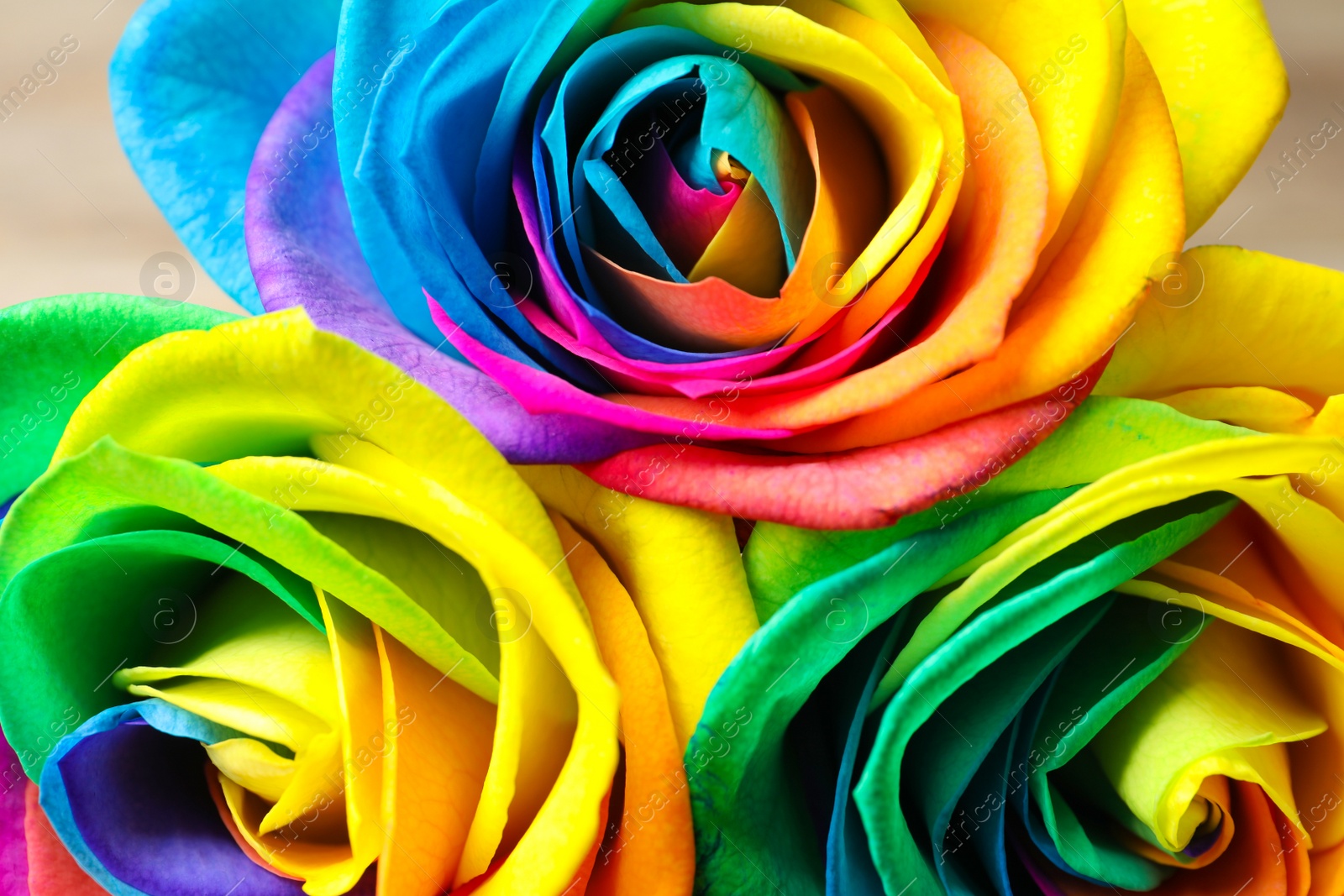 Photo of Amazing rainbow rose flowers, closeup