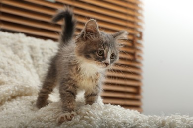 Cute fluffy kitten on white blanket indoors