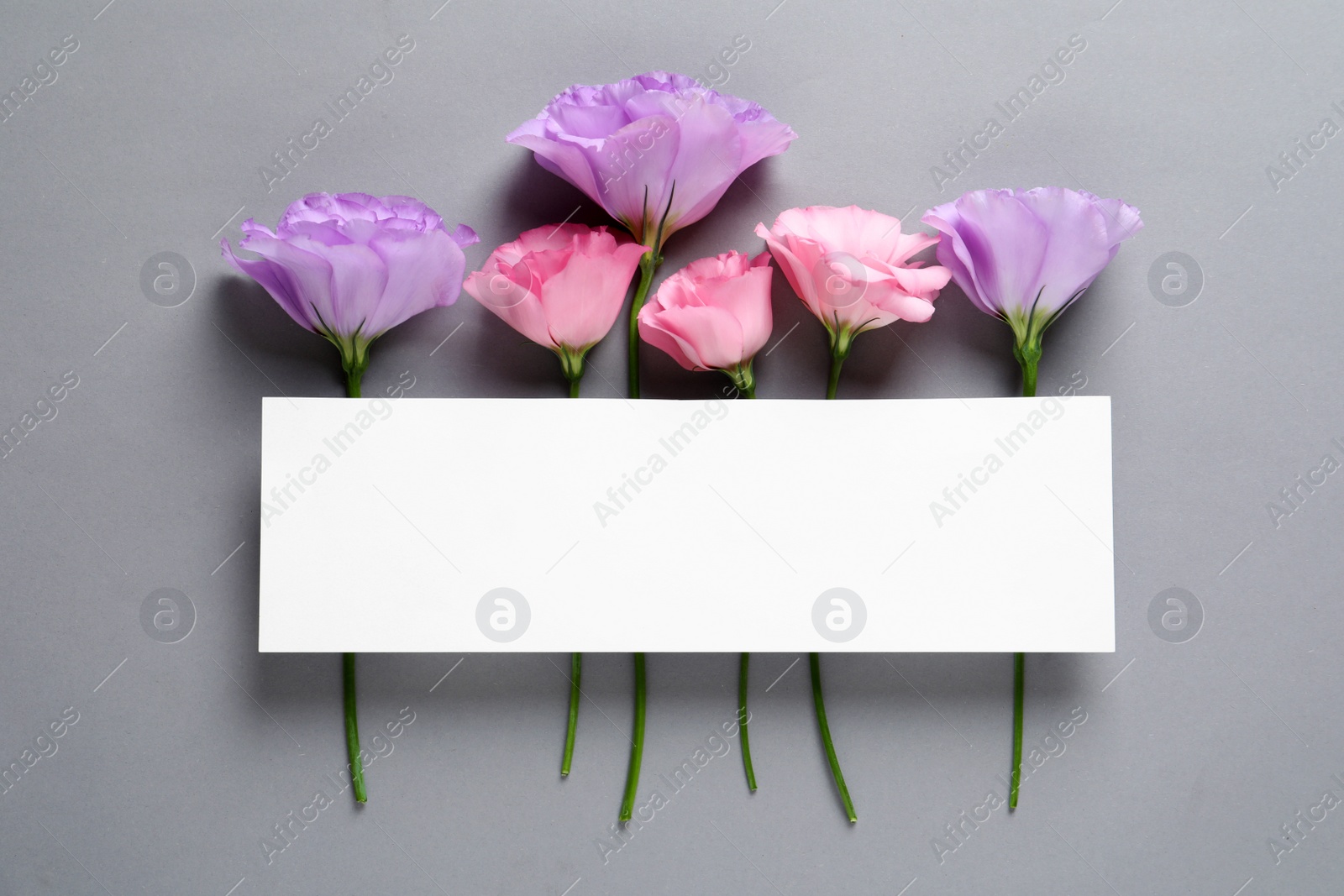 Photo of Beautiful Eustoma flowers and card on gray background