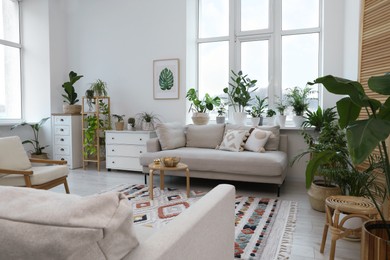 Stylish room with comfortable sofa, armchair and beautiful houseplants. Interior design