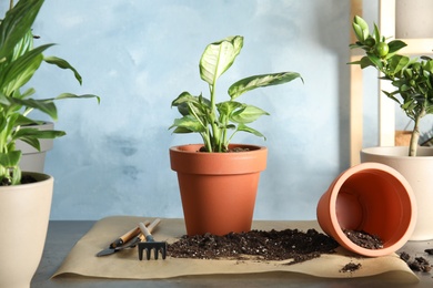 Photo of Home plants and empty pot on table indoors. Transplantation process