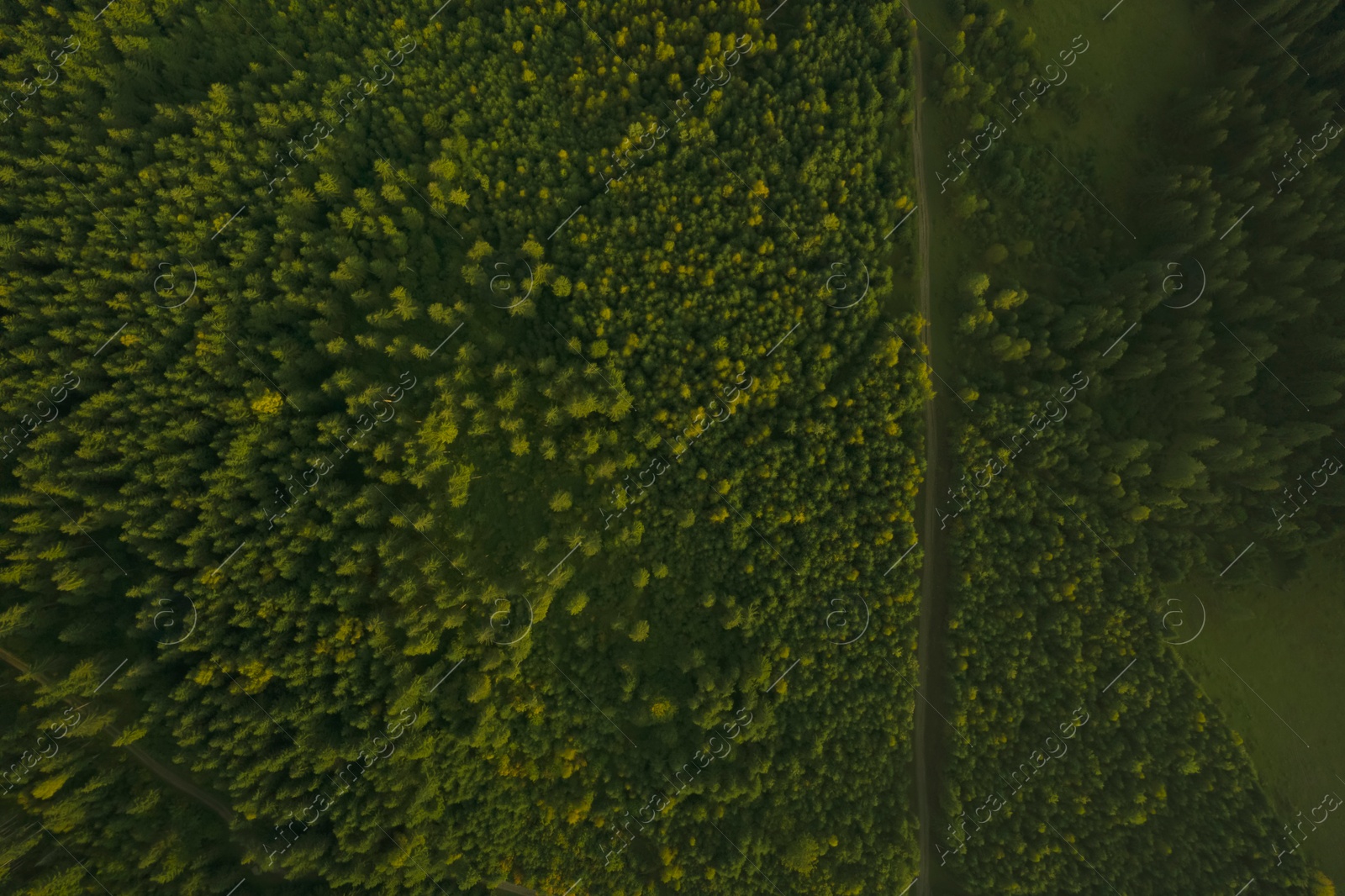 Image of Aerial view of road surrounded by forest with beautiful green trees