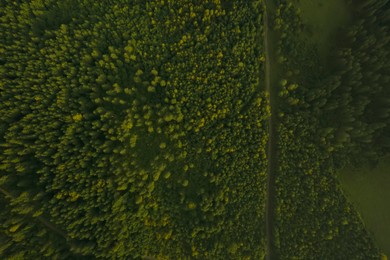 Image of Aerial view of road surrounded by forest with beautiful green trees