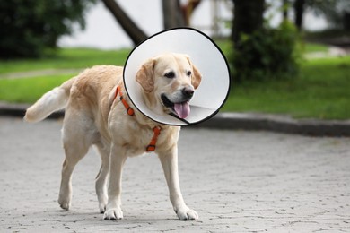 Photo of Adorable Labrador Retriever dog with Elizabethan collar walking outdoors