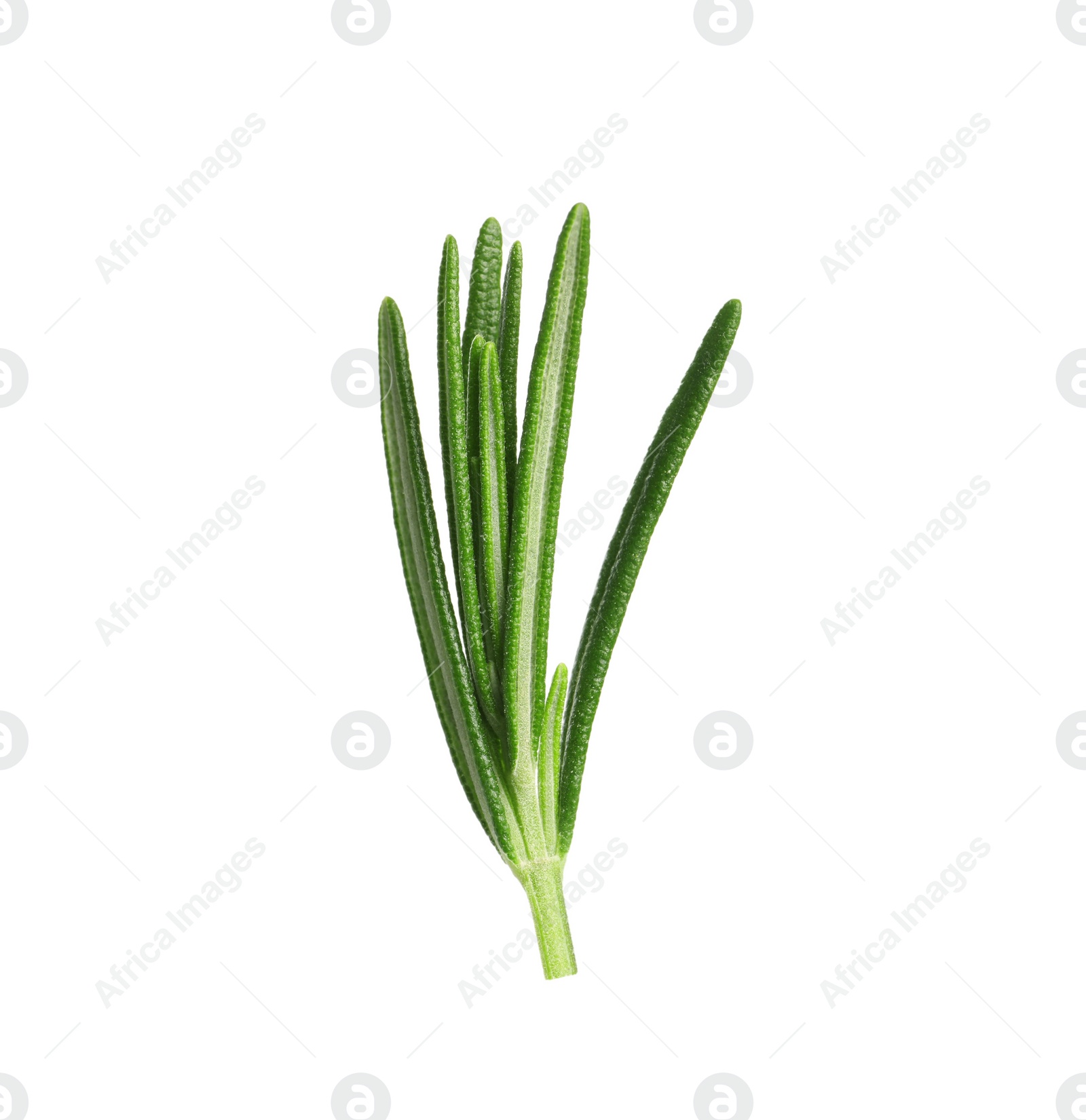 Photo of Sprig of fresh rosemary isolated on white