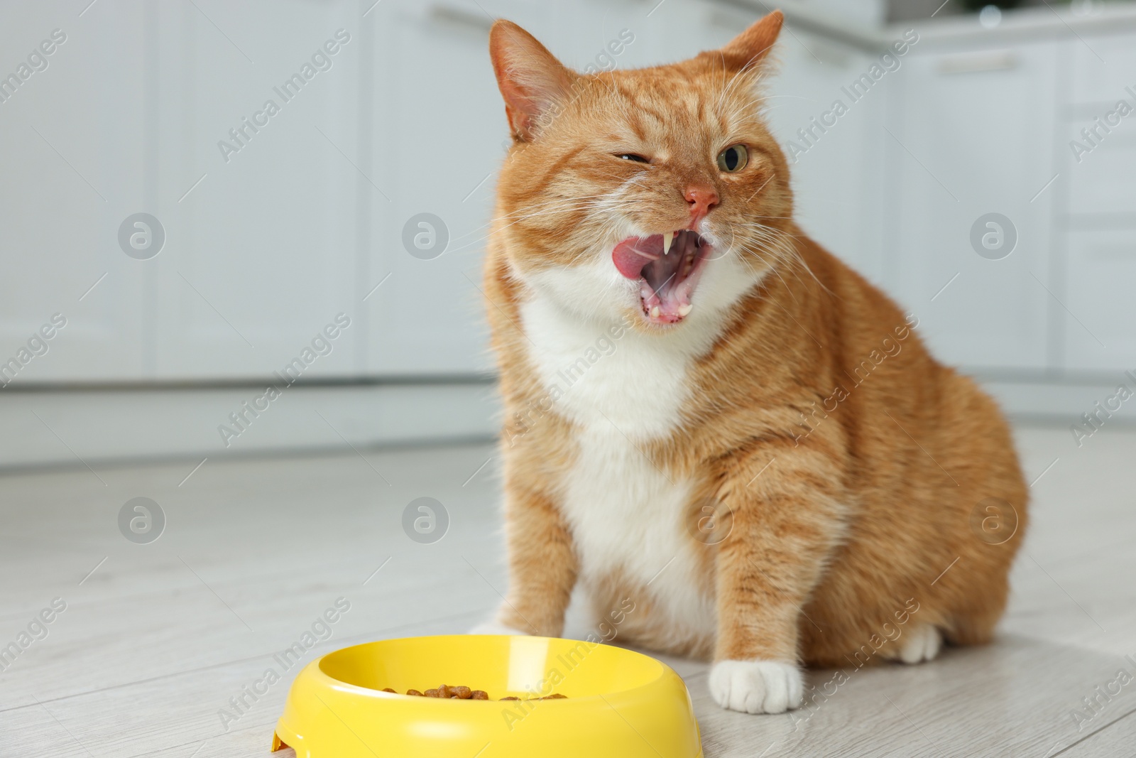 Photo of Cute ginger cat near feeding bowl in kitchen. Space for text