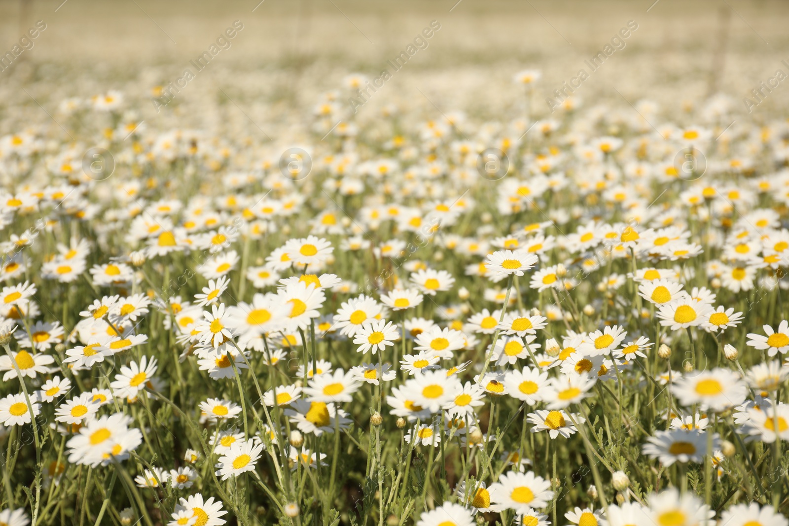 Photo of Closeup view of beautiful chamomile field on sunny day