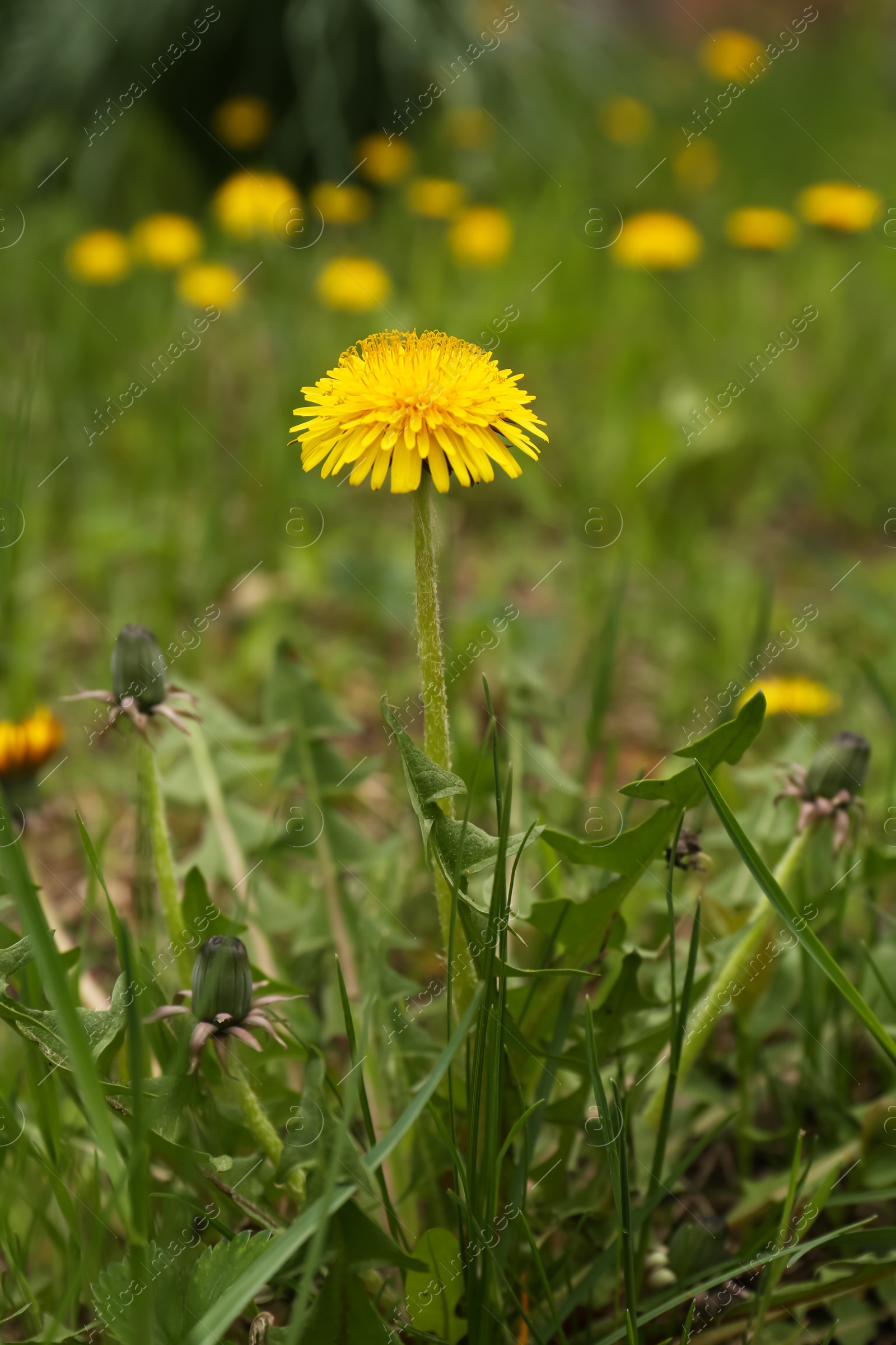 Photo of Beautiful yellow dandelion flowers growing outdoors, closeup