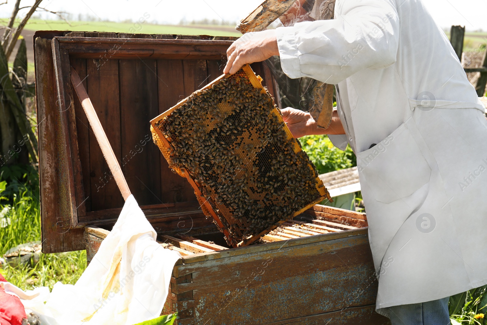 Photo of Beekeeper in uniform with comb frame at apiary, closeup