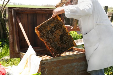 Photo of Beekeeper in uniform with comb frame at apiary, closeup