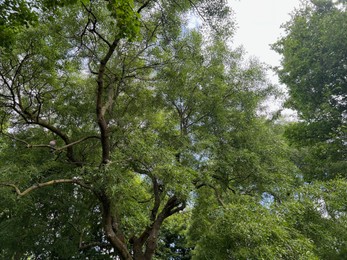 Beautiful tree with green leaves against cloudy sky, low angle view