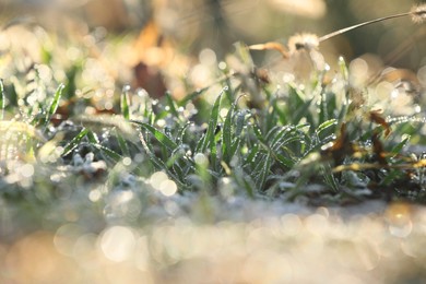 Photo of Beautiful green grass covered with dew on nice sunny morning, closeup